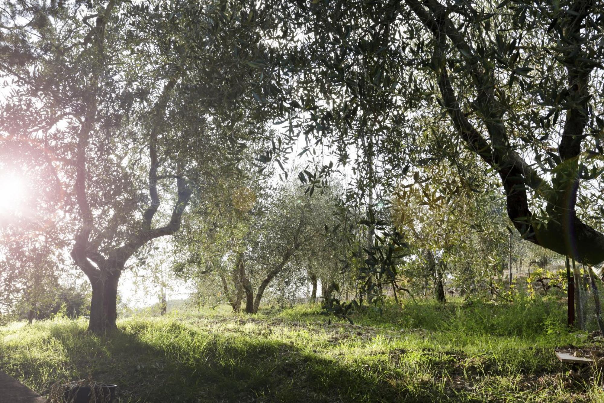Country House Sofiavillas Gaiole in Chianti Dış mekan fotoğraf